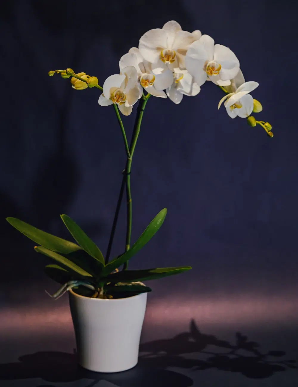 Orchidee-Phalaenopsis Orchidee-Phalaenopsis