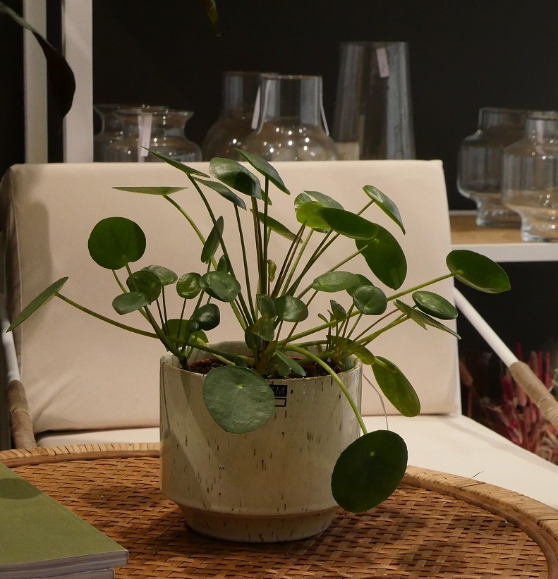 pilea